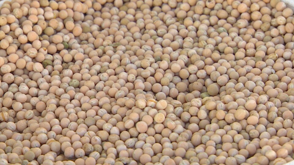 Culture de pois jaunes dans les Prairies